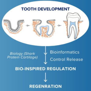 AEXZR™ Shark Cartilage Protein Dental Regrowth Strips