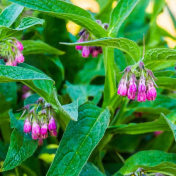 Lotmay™ Herbal Comfrey Patches